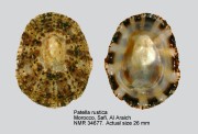 Patella rustica